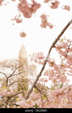 Low angle view of pink cherry blossoms on spring trees in front of Washington Memorial, Washington D.C., United States Foto Stock