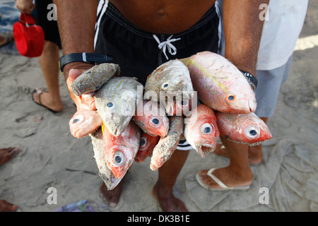 Il pesce appena pescato per la vendita, Iguape, Fortaleza distretto, Brasile. Foto Stock