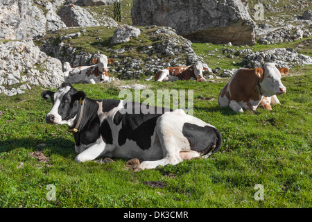 Vacche Alpine giacciono su prato Foto Stock
