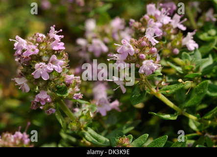 Grandi timo - Thymus pulegioides Foto Stock