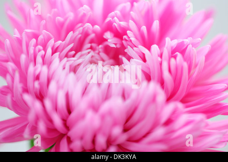 Dolce fluente aster rosa in piena fioritura Jane Ann Butler JABP Fotografia860 Foto Stock