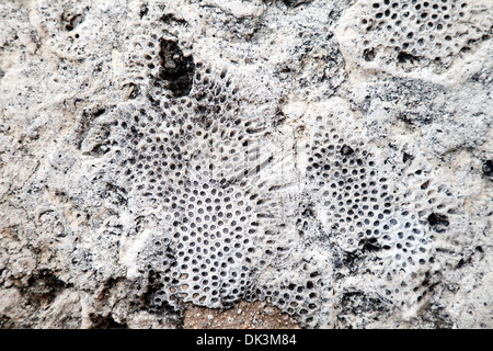 Spugna Marine fossili nella roccia calcarea utilizzata per costruire il convento di San Francesco di Asisi, Havana Cuba, dei Caraibi Foto Stock