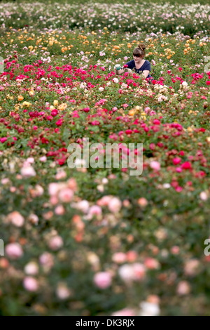 28/08/12 Rose assistente di allevamento, Rhian Kearney, 22 controlla questo anno di piante di rose. Foto Stock