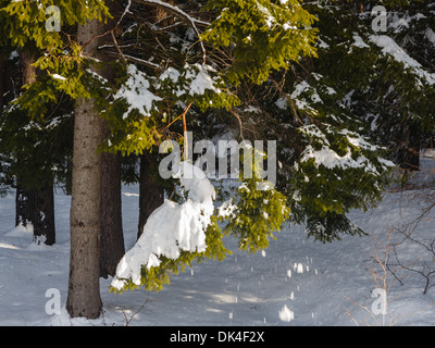 La caduta della neve da Abete rami Foto Stock