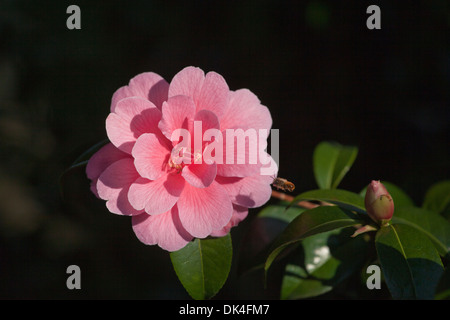 CAMELIA fiore nel sole brillante Foto Stock