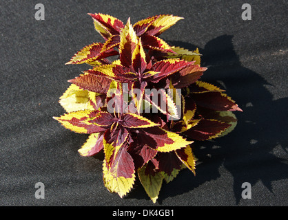 Rosso scuro e giallo Coleus, Solenostemon scutellarioides, Lippenblütler. Giardino cultivar. Originaria del sud est asiatico e in Malesia. Foto Stock