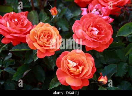 Rosa, Rosa Super Troupe 'Fryleyeca', rosacee. Foto Stock