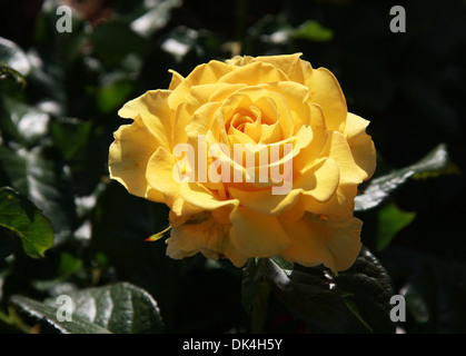 Rosa, Rosa Sorrisi Dorati 'Frykeyno', rosacee. Foto Stock