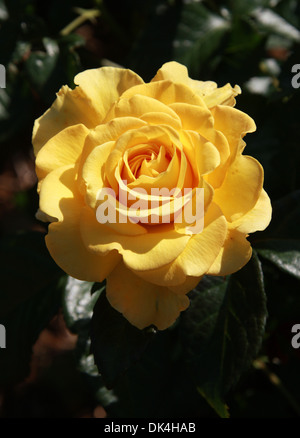 Rosa, Rosa Sorrisi Dorati 'Frykeyno', rosacee. Foto Stock