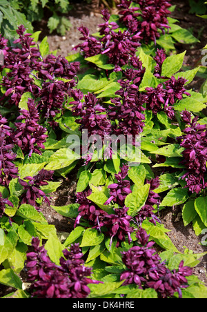 Tropical Salvia, Salvia splendens 'Salsa viola', Lippenblütler. Originariamente dal Brasile. Foto Stock