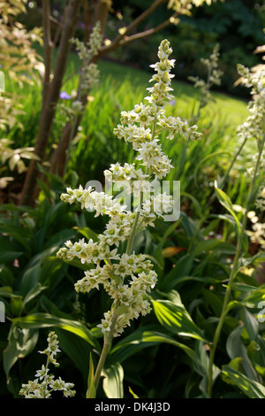 Falso Helleborine, l'elleboro bianco, europeo l'elleboro bianco, bianco Veratrum, Veratrum album, Melanthiaceae. In Europa, in Asia. Foto Stock