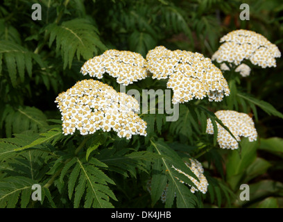 White achillea, Achillea grandifolia, Asteraceae. Sud & Central Balcani. Specie endemiche con una distribuzione limitata in Bulgaria. Foto Stock