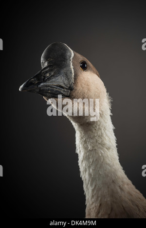 Ritratto in studio di un gander della razza grigia africana di oca. Foto Stock