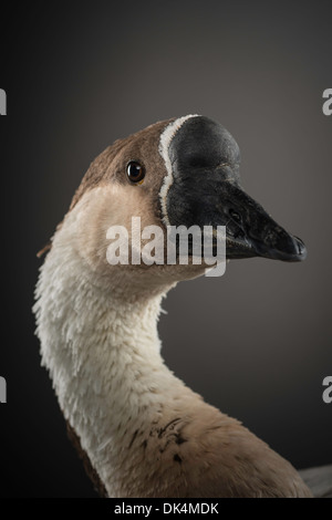 Ritratto in studio di un gander della razza grigia africana di oca. Foto Stock