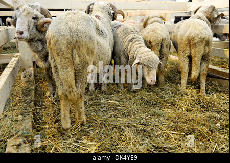 Diverse le pecore all'interno di un allevamento di pecore Foto Stock