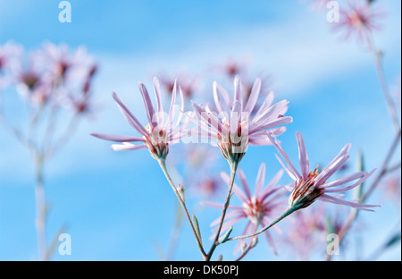 Poco bouquet di fiori a margherita contro il cielo blu. Foto Stock