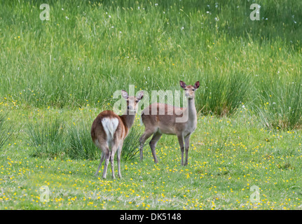 Una coppia di capretti femmina (Cerve) Sika Deer-Cervus nippon, tra un campo di renoncules, Regno Unito Foto Stock