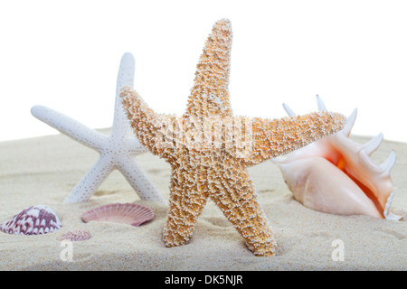 Stella di mare e conchiglie sulla spiaggia di sabbia con uno sfondo bianco. (Messa a fuoco sulla parte anteriore starfish) Foto Stock
