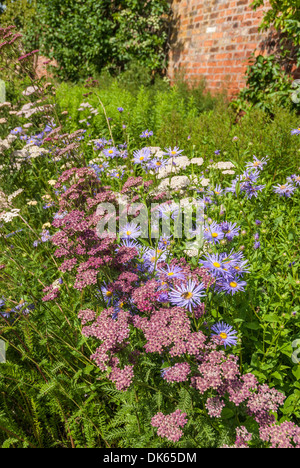 Garden cottage in estate con Achillea e blu fiori Marguerite Foto Stock