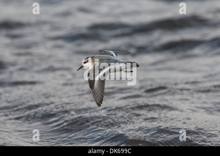 Un migrante Phalarope grigio Phalaropus fulicarius (noto anche come Red Phalarope in America del Nord) in volo sopra il mare, Shetland Foto Stock