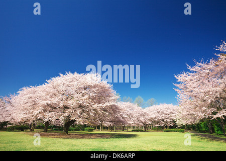 Fiori di ciliegio Foto Stock