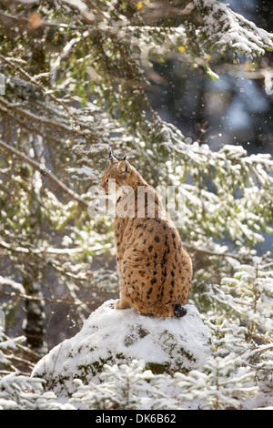 Eurasian (Lynx Lynx lynx) seduto su una roccia nella neve, il Parco Nazionale della Foresta Bavarese, Germania Foto Stock