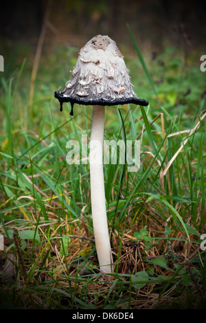 Slim fungo alto noto come Coprinus comatus Foto Stock