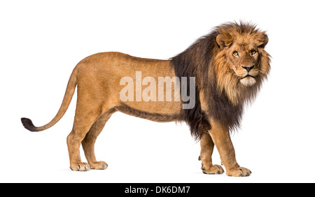 Vista laterale di un leone in piedi, Panthera Leo, 10 anni, contro uno sfondo bianco Foto Stock