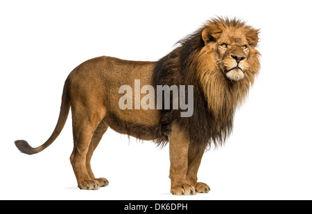 Vista laterale di un leone in piedi, Panthera Leo, 10 anni, contro uno sfondo bianco Foto Stock
