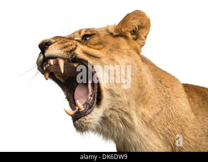 Close-up di una leonessa ruggente, Panthera leo, 10 anni, contro uno sfondo bianco Foto Stock