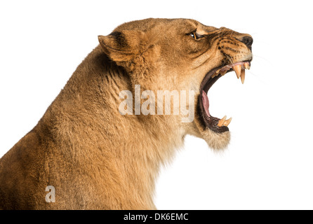 Close-up di una leonessa ruggente, Panthera leo, 10 anni, contro uno sfondo bianco Foto Stock