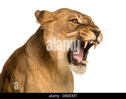 Close-up di una leonessa ruggente, Panthera leo, 10 anni, contro uno sfondo bianco Foto Stock