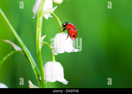 La coccinella si siede su un fiore di un giglio della valle Foto Stock