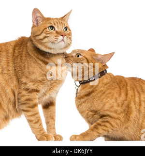 Close-up di due European Shorthair Gatti, 3 anni, contro uno sfondo bianco Foto Stock