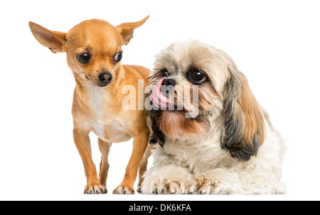 Shih Tzu guardando con desiderio a un Chihuahua, contro uno sfondo bianco Foto Stock