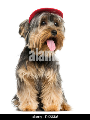 Yorkshire Terrier indossando un cappello, seduti, ansimando, 9 mesi di età, contro uno sfondo bianco Foto Stock