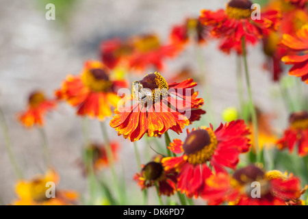 Ape su sneezeweed comune, Helenium autumnale, rosso gioiello, REGNO UNITO Foto Stock