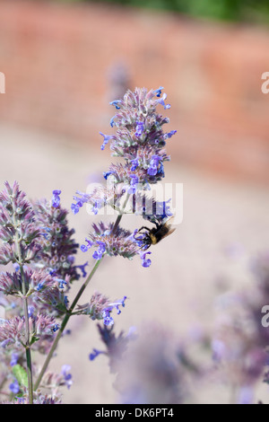 Ape su nepeta o nepitella , REGNO UNITO Foto Stock