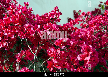 Il Bougainvillea salire la parete di una villa in Grecia Foto Stock