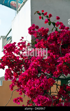 Il Bougainvillea salire la parete di una villa in Grecia Foto Stock