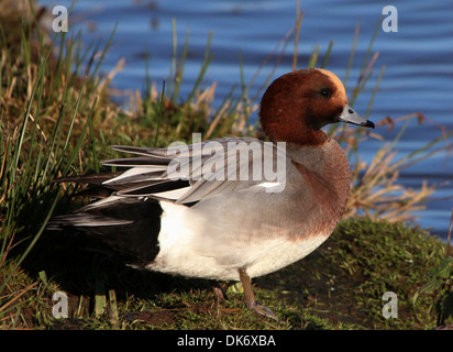 Primo piano di un wigeon eurasiatico (Mareca penelope) in un ambiente wintry Foto Stock