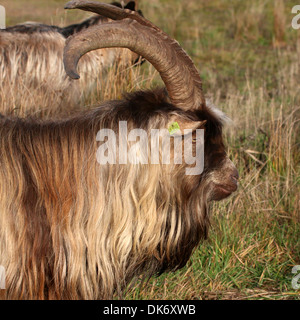 Close-up di testa e la parte superiore del corpo di un maschio di billy-capra in un allevamento di specie olandese capre Foto Stock