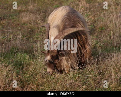 Buck maschio, leader in un allevamento di specie olandese capre in una riserva naturale Foto Stock