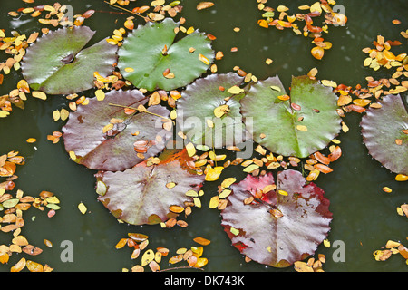 Ninfee & foglie piccole, galleggiante su un laghetto, Giappone. Foto Stock