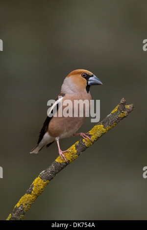 Hawfinch Coccothraustes coccothraustes Foto Stock