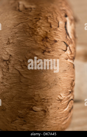 Close up di un fungo, mostra di consistenza e di colore Foto Stock