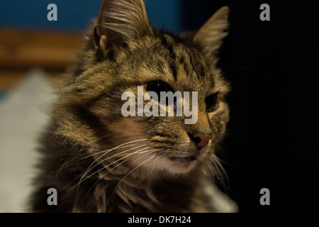 Cute cat faccia orecchie naso baffi bianco nero marrone Foto Stock