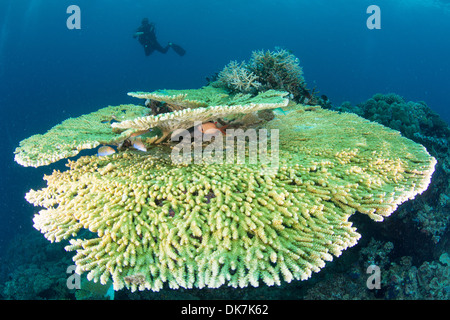 Barriere coralline nelle Maldive Foto Stock