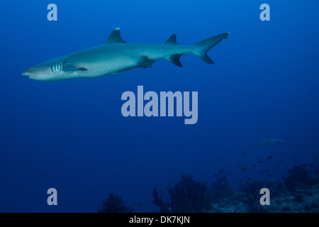 White Tip Shark Reef Foto Stock