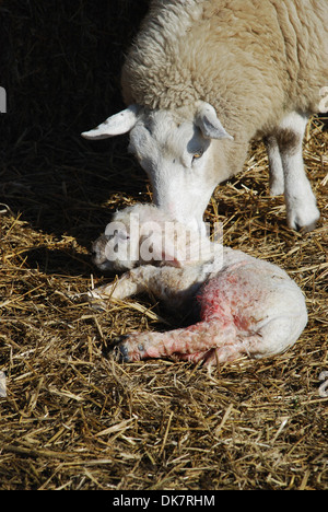 Appena nato agnello con madre Foto Stock